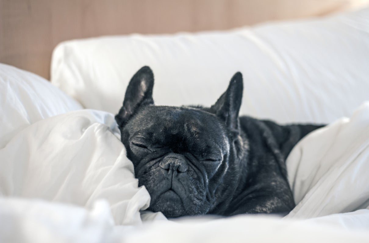 Pet-Friendly Hotels With Military Discounts
